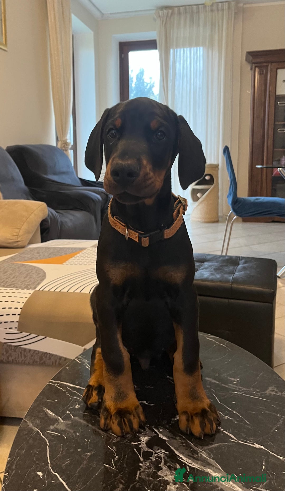 Dobermann cani in vendita: Cuccioli dobermann - Annuncio 2