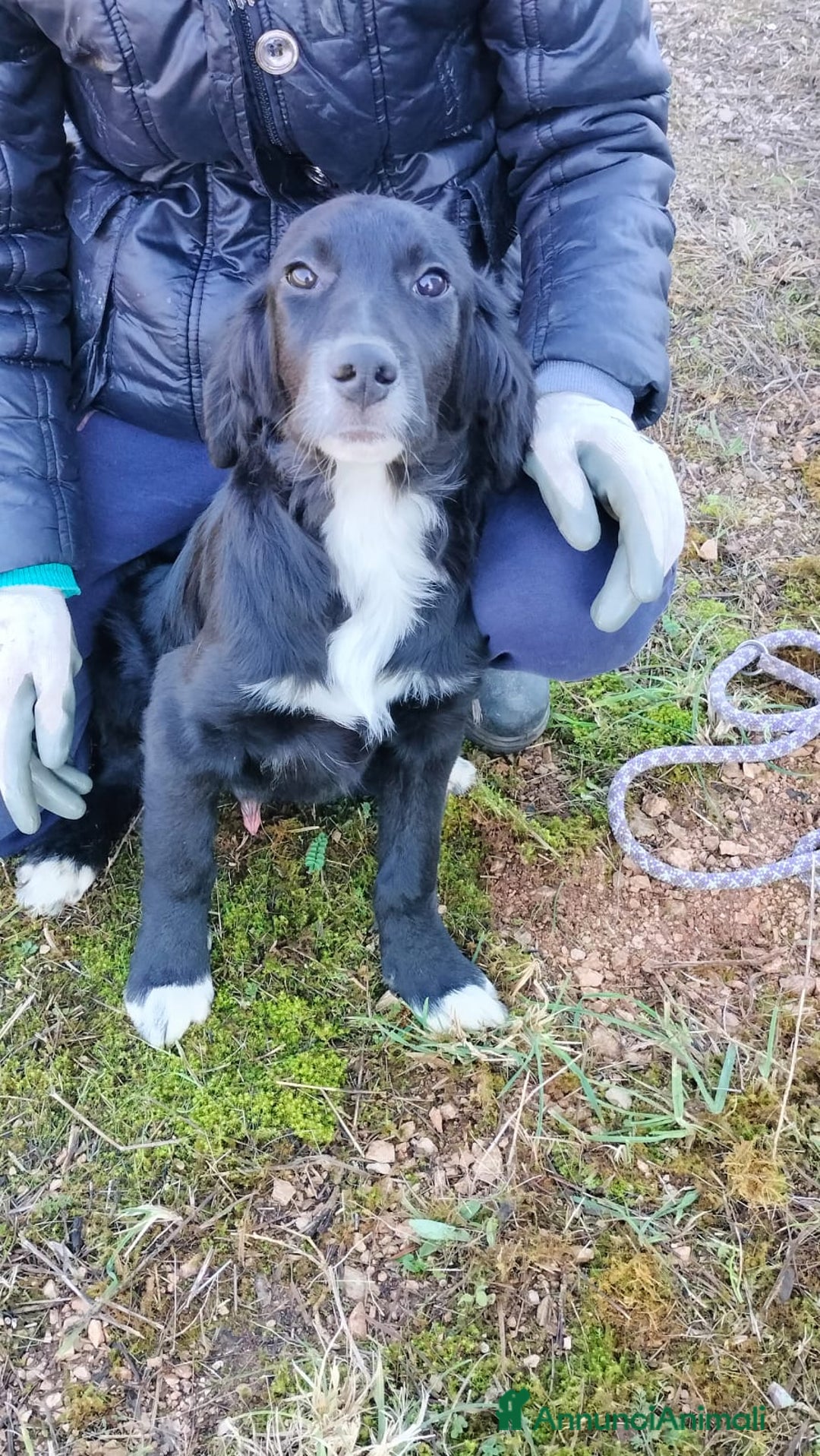 Meticcio cani in regalo: GHALI - Annuncio 4