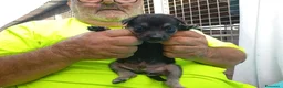 Meticcio cani in regalo: Cuccioli mix Pastore Tedesco, neanche 2 mesi  - Annuncio 14