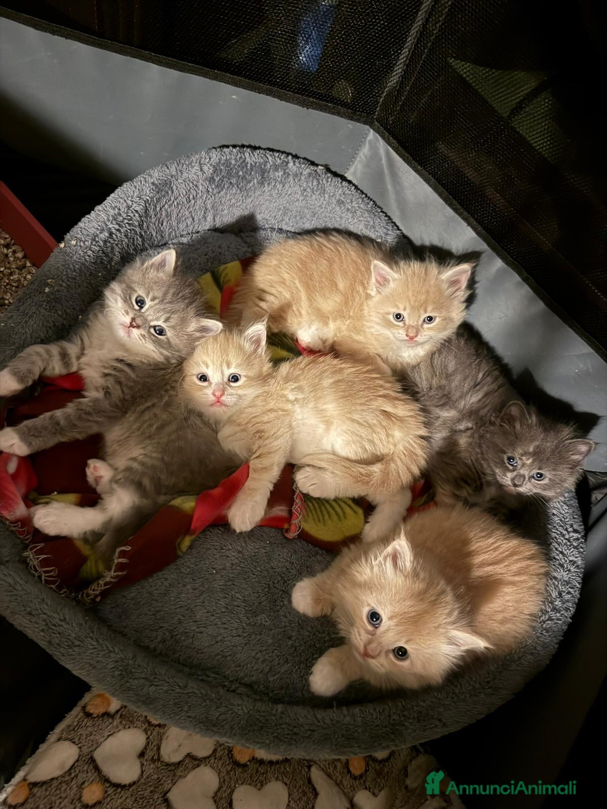 Siberiano gatti Cuccioli - gattini Siberiani - Annuncio 1