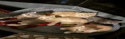 Siberiano gatti in vendita: Cuccioli - gattini Siberiani - Annuncio 1
