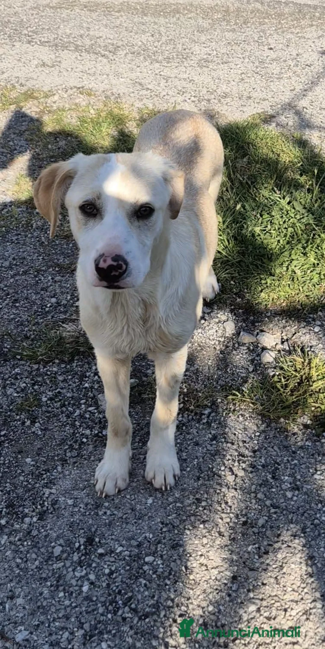 Meticcio cani in regalo: Hilary  - Annuncio 2