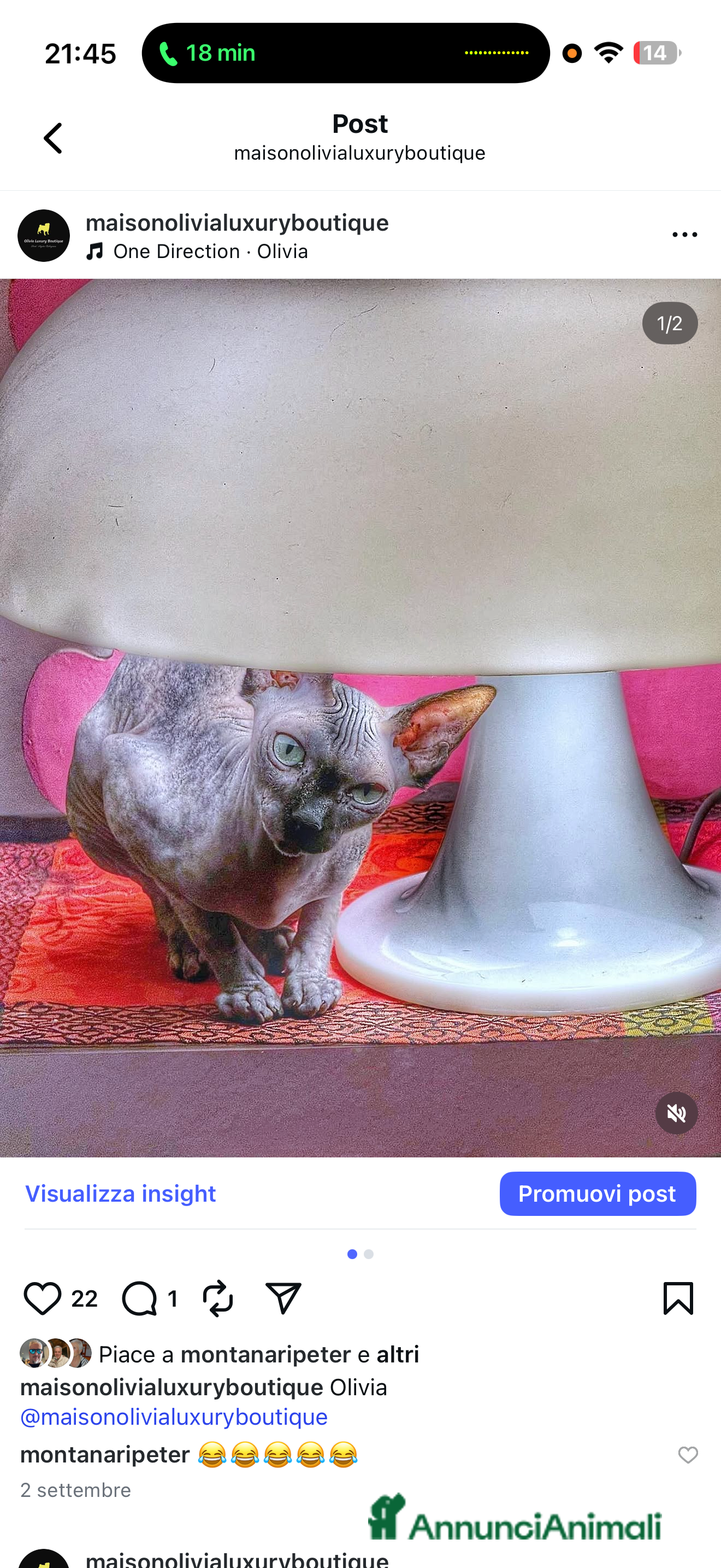 Sphynx gatti Olivia cerca marito  a Città Metropolitana di Bologna - Annuncio 1