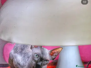 Sphynx gatti Olivia cerca marito a Città Metropolitana di Bologna - Annuncio 1