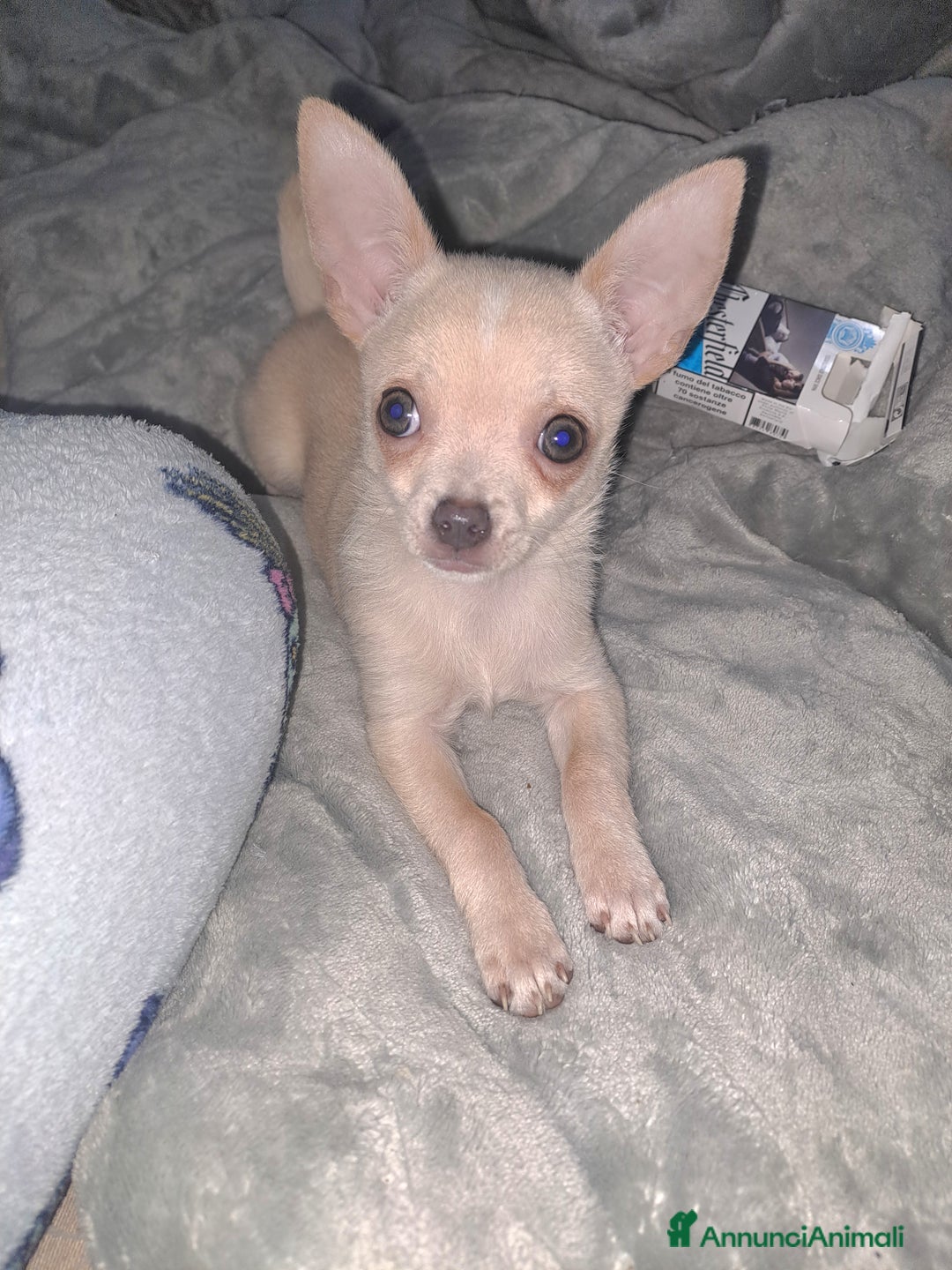 Chihuahua cani per accoppiamento: Chihuahua toy per monta 250€ - Annuncio 4