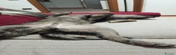 Meticcio cani in regalo: Kaos cerca casa in regalo a Provincia di Cremona - Annuncio 4