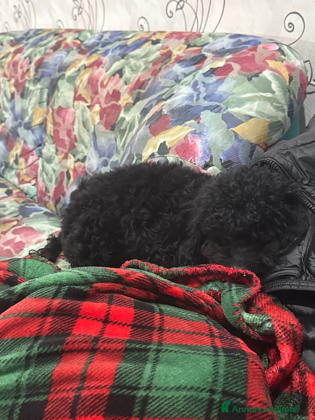 Barboncino cani in vendita: Barboncino di 10 mesi  a Provincia di Bergamo - Annuncio 3