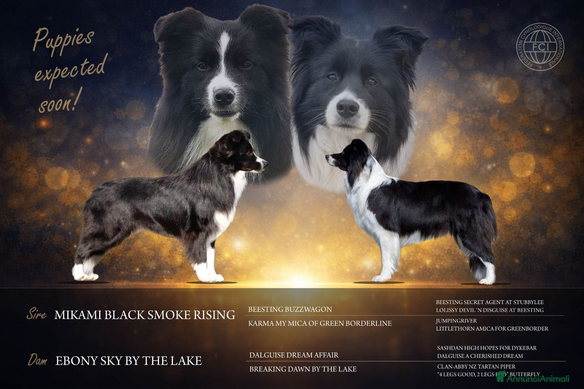Border Collie cani Cuccioli di Border Collie, linea da bellezza - Annuncio 1