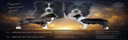 Border Collie cani in vendita: Cuccioli di Border Collie, linea da bellezza a Provincia autonoma di Bolzano - Alto Adige - Annuncio 1