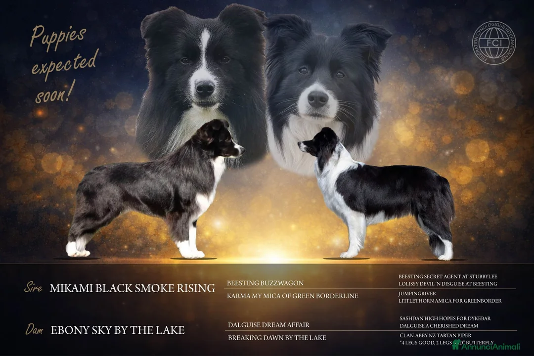 Border Collie cani in vendita: Cuccioli di Border Collie, linea da bellezza a Provincia autonoma di Bolzano - Alto Adige - Annuncio 1