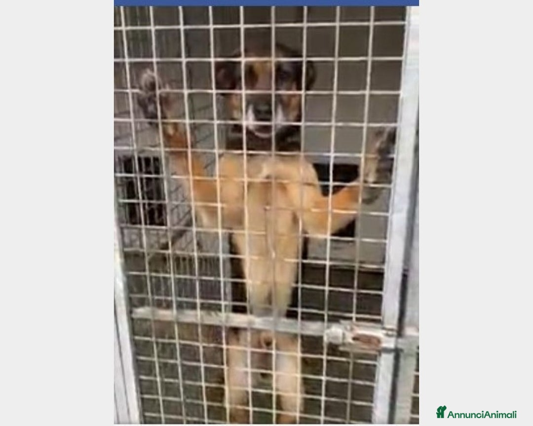 Pastore Tedesco cani in regalo: Simil Pastore adulto dalla catena al canile!Campan a Firenze - Annuncio 1