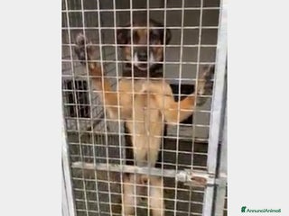 Pastore Tedesco cani Simil Pastore adulto dalla catena al canile!Campan a Firenze - Annuncio 2