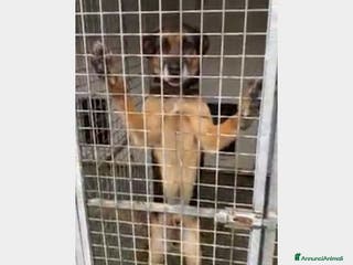 Pastore Tedesco cani Simil Pastore adulto dalla catena al canile!Campan a Firenze - Annuncio 3