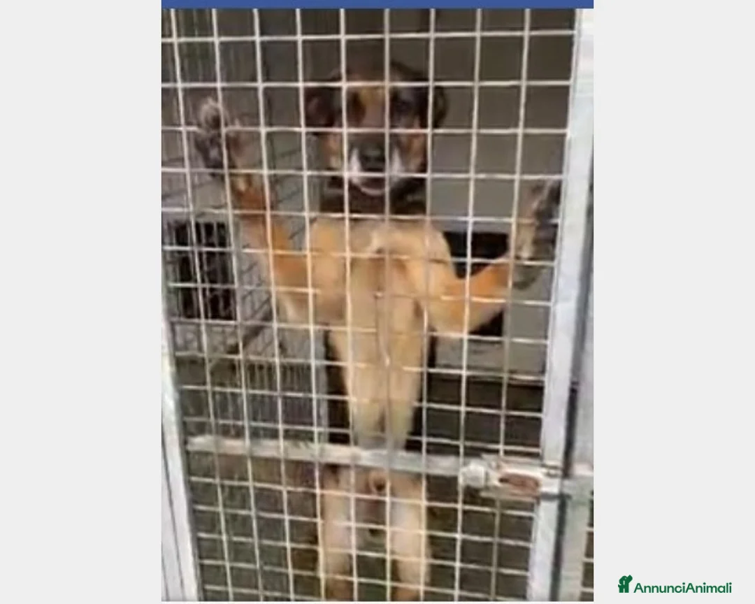 Pastore Tedesco cani in regalo: Simil Pastore adulto dalla catena al canile!Campan a Firenze - Annuncio 1