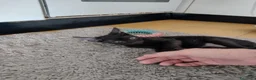 Meticcio gatti in regalo: Ciao a tutti da Sofì.! Splendida gattina di 2 mesi - Annuncio 8