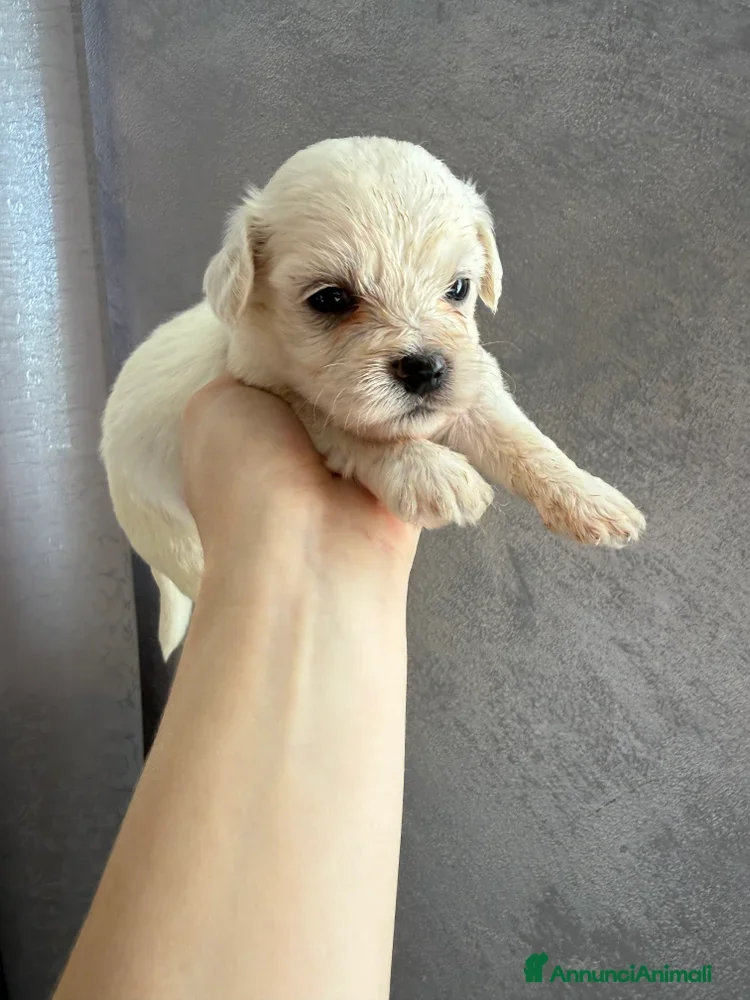 Maltese cani Disponibile da subito  Cuccioli di Maltese  - Annuncio 9