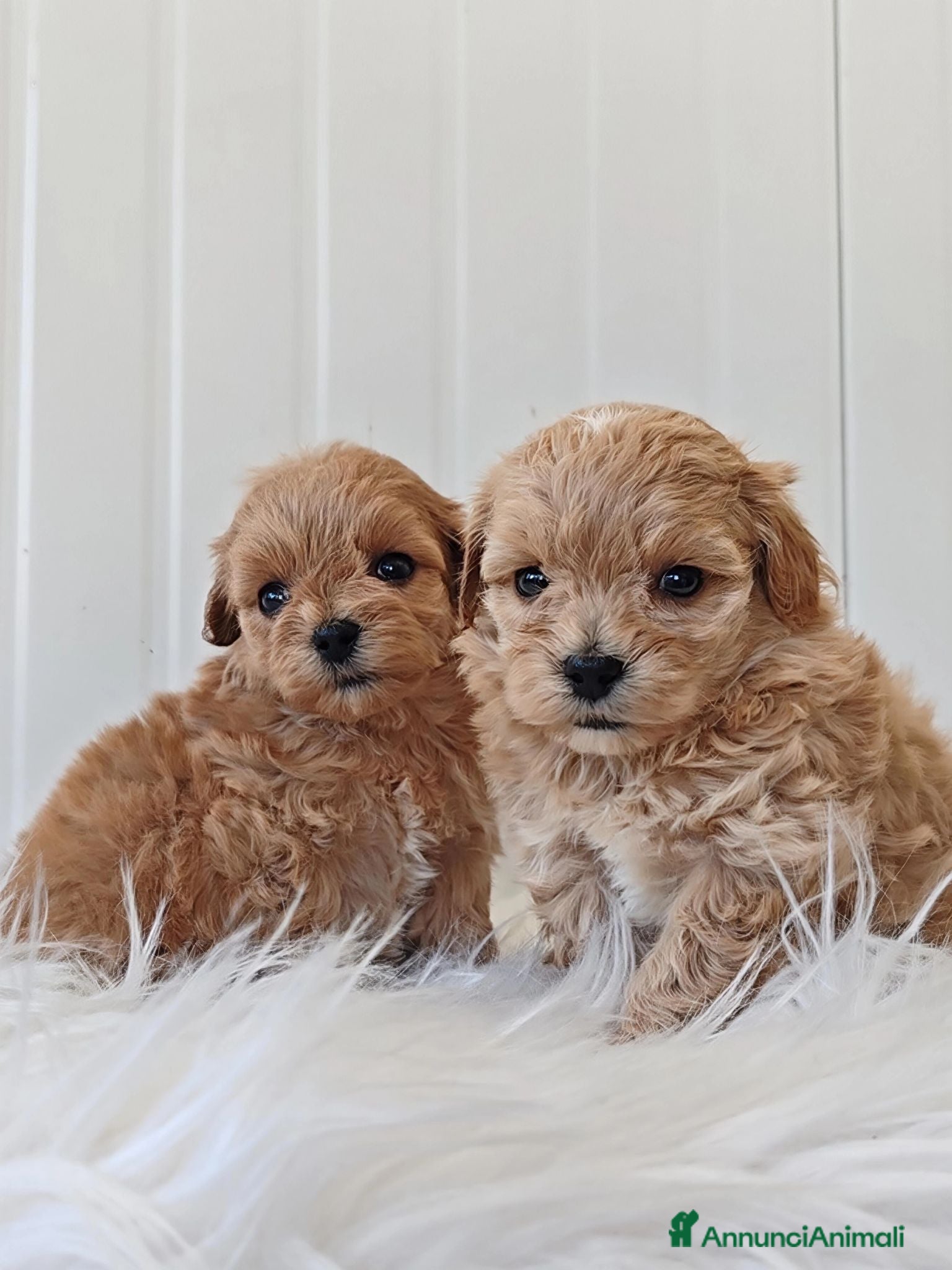 Maltipoo cani MALTIPOO TAGLIA PICCOLA - Annuncio 1
