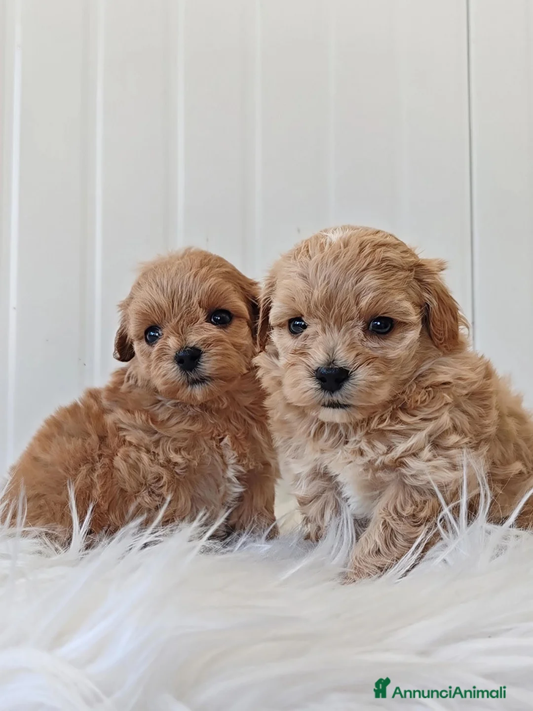 Maltipoo cani in vendita: MALTIPOO TAGLIA PICCOLA - Annuncio 1