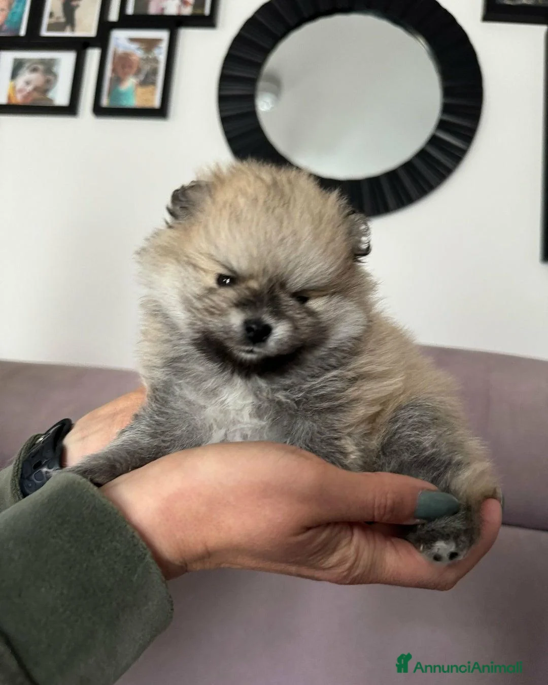 Volpino Pomerania cani in vendita: Cuccioli di Pomerania di alta qualità a Città metropolitana di Milano - Annuncio 8