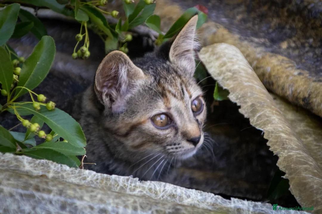 Europeo gatti in vendita: cuccioli gatto bellissimi cercano casa❤️ - Annuncio 2