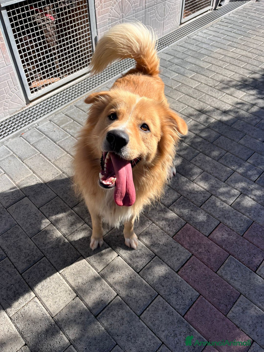 Meticcio cani in regalo: DIOR CAGNOLINO FULVO - Annuncio 8