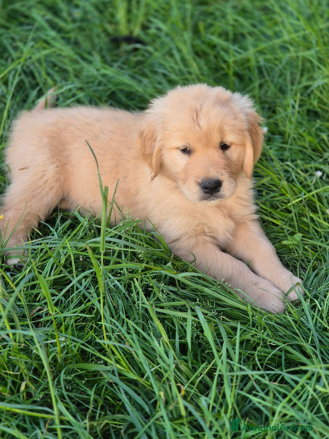 Golden Retriever cani in vendita: Cuccioli linea 100% americana  a Città metropolitana di Milano - Immagine 5