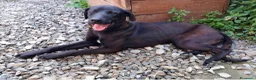 Meticcio cani in regalo: Ciccio - Annuncio 2