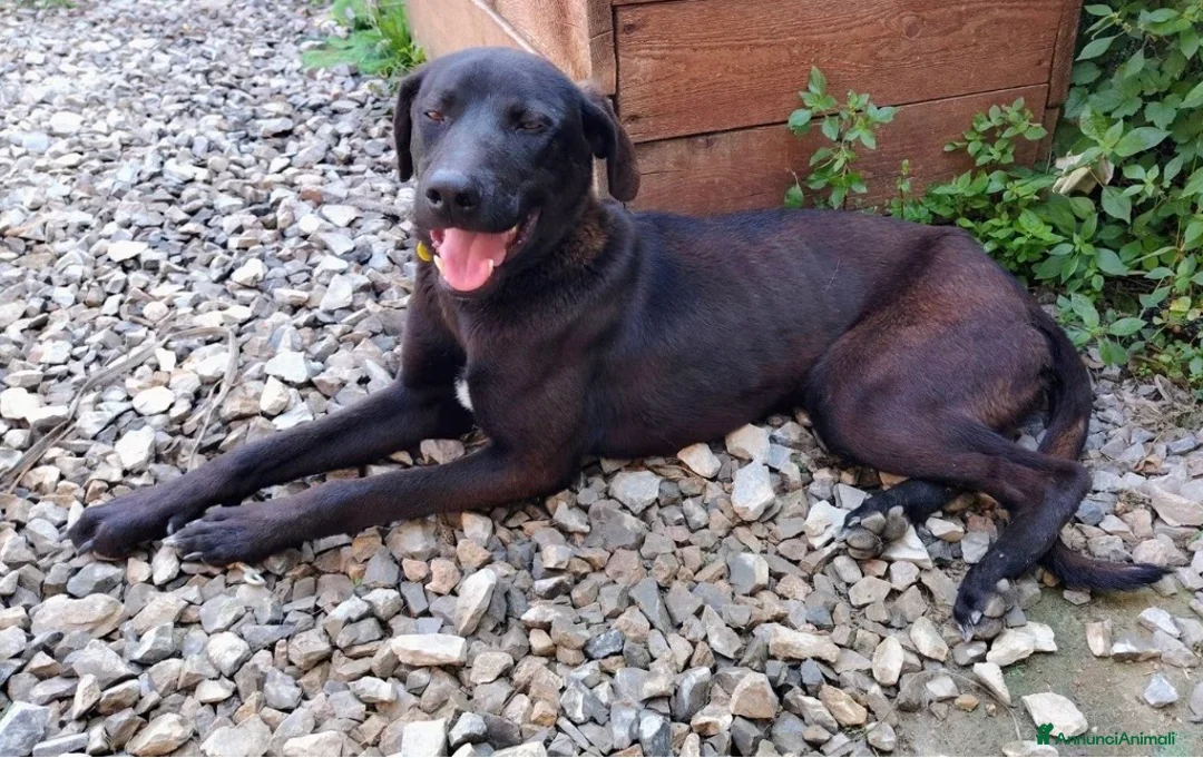 Meticcio cani in regalo: Ciccio - Annuncio 2