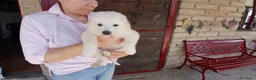 Meticcio cani in regalo: IL DOLCISSIMO SAM HA BISOGNO DI TE, IN ADOZIONE - Annuncio 3