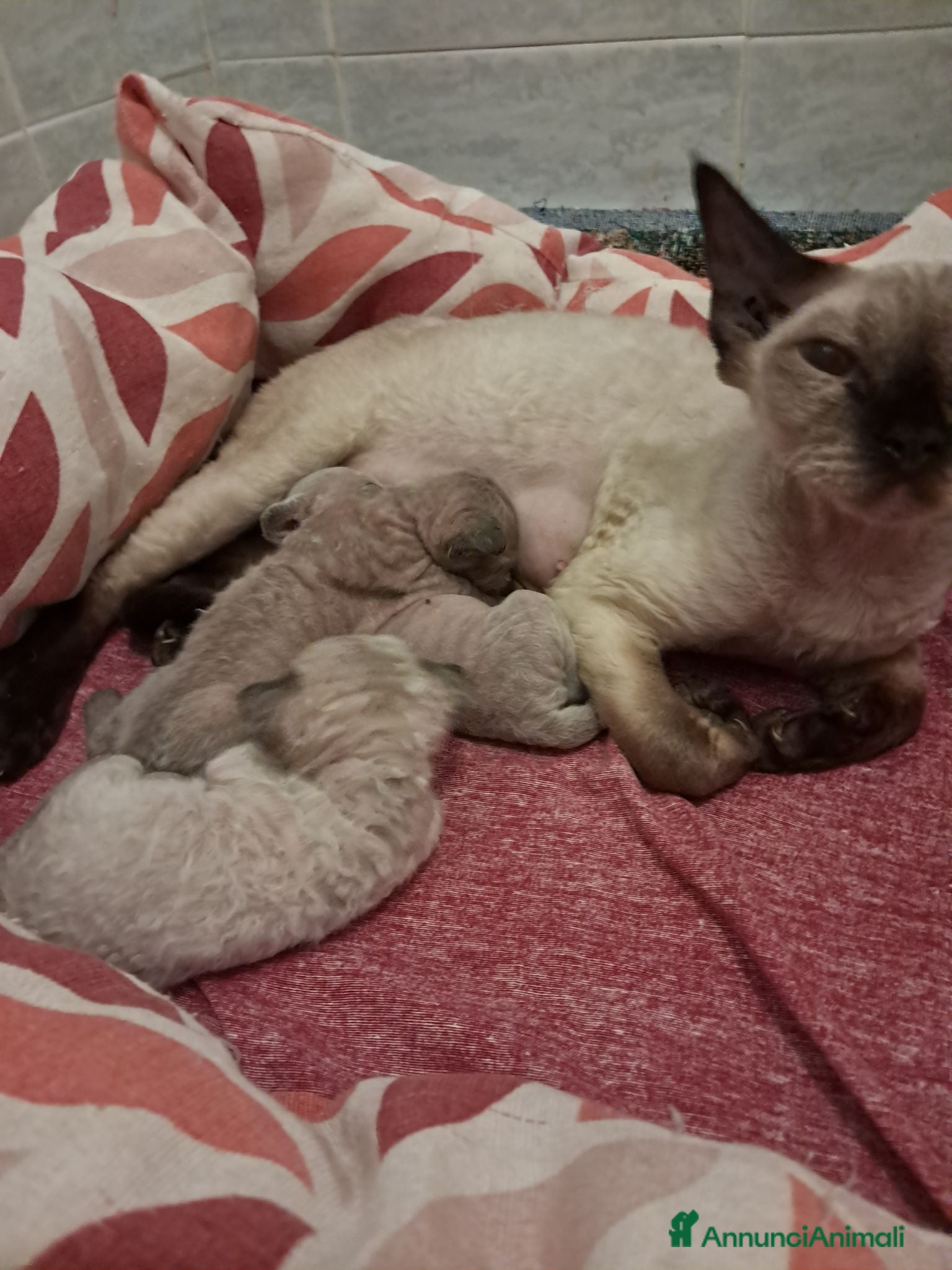 Devon Rex gatti Devon rex Chocolate point  - Annuncio 3