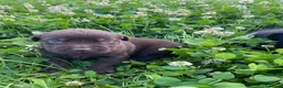 Labrador cani in vendita: Cuccioli di labrador chocolate - Annuncio 8
