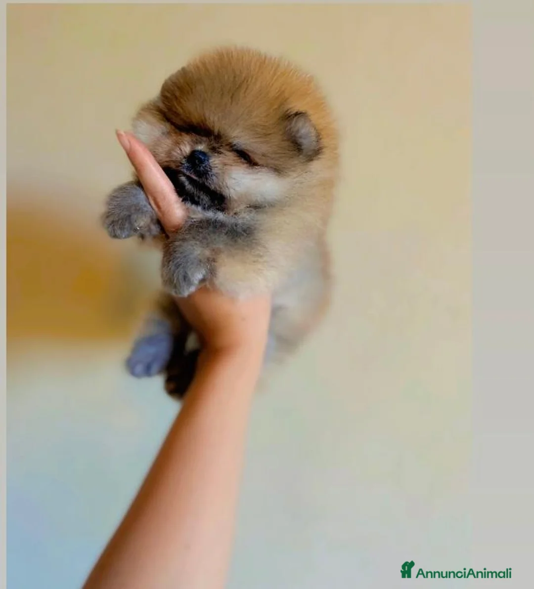 Volpino Pomerania cani in vendita: Super Pomerania alta qualità - Annuncio 2
