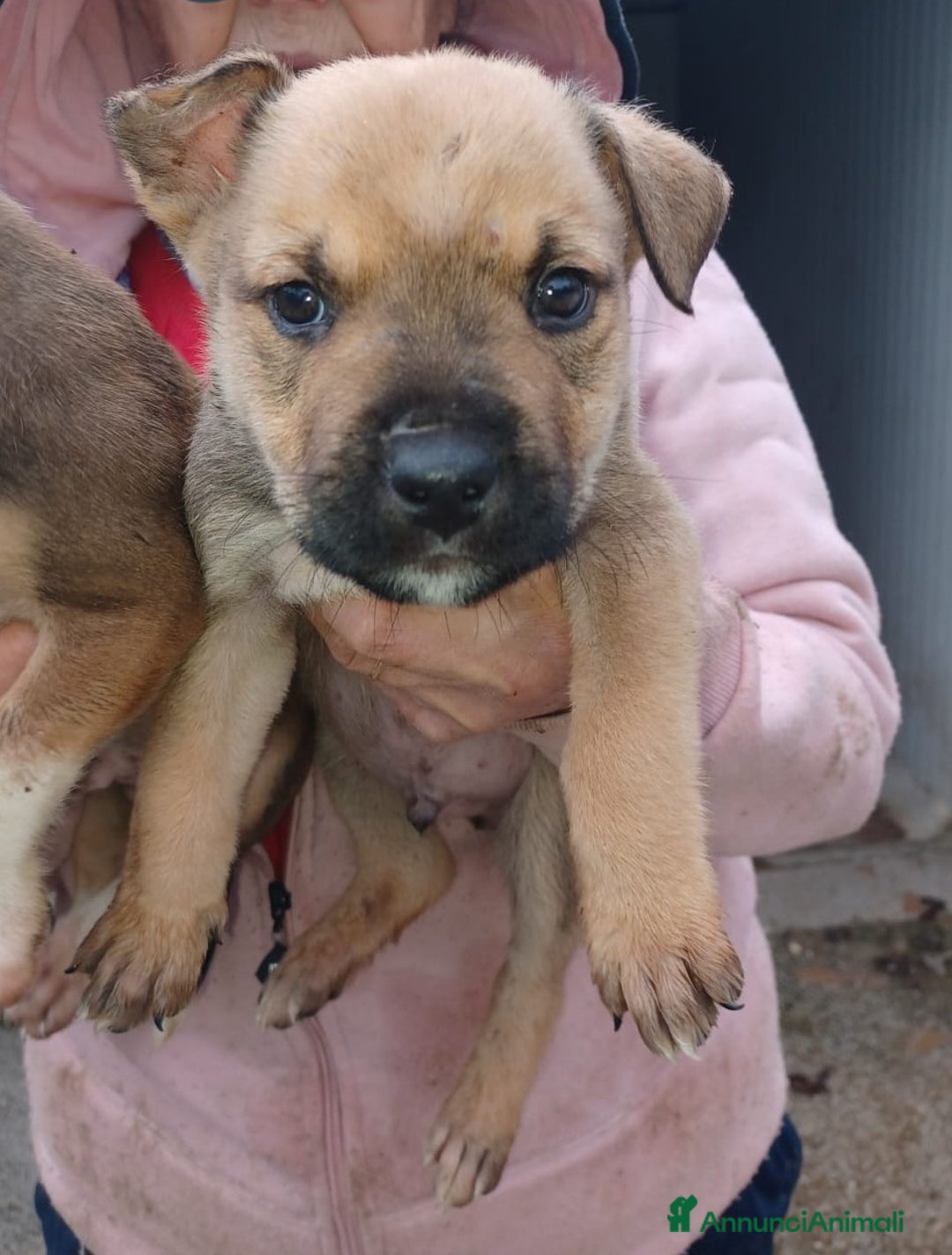 Meticcio cani in regalo: IL DOLCE MUFFIN - Annuncio 7