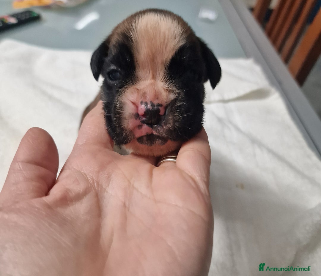 Boxer cani in vendita: Boxer cuccioli con pedigree - Annuncio 13