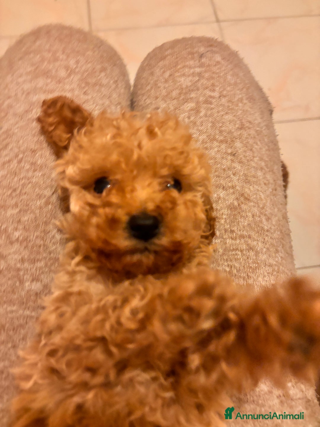 Barboncino Toy cani in vendita: Barboncino Toy  - Annuncio 3