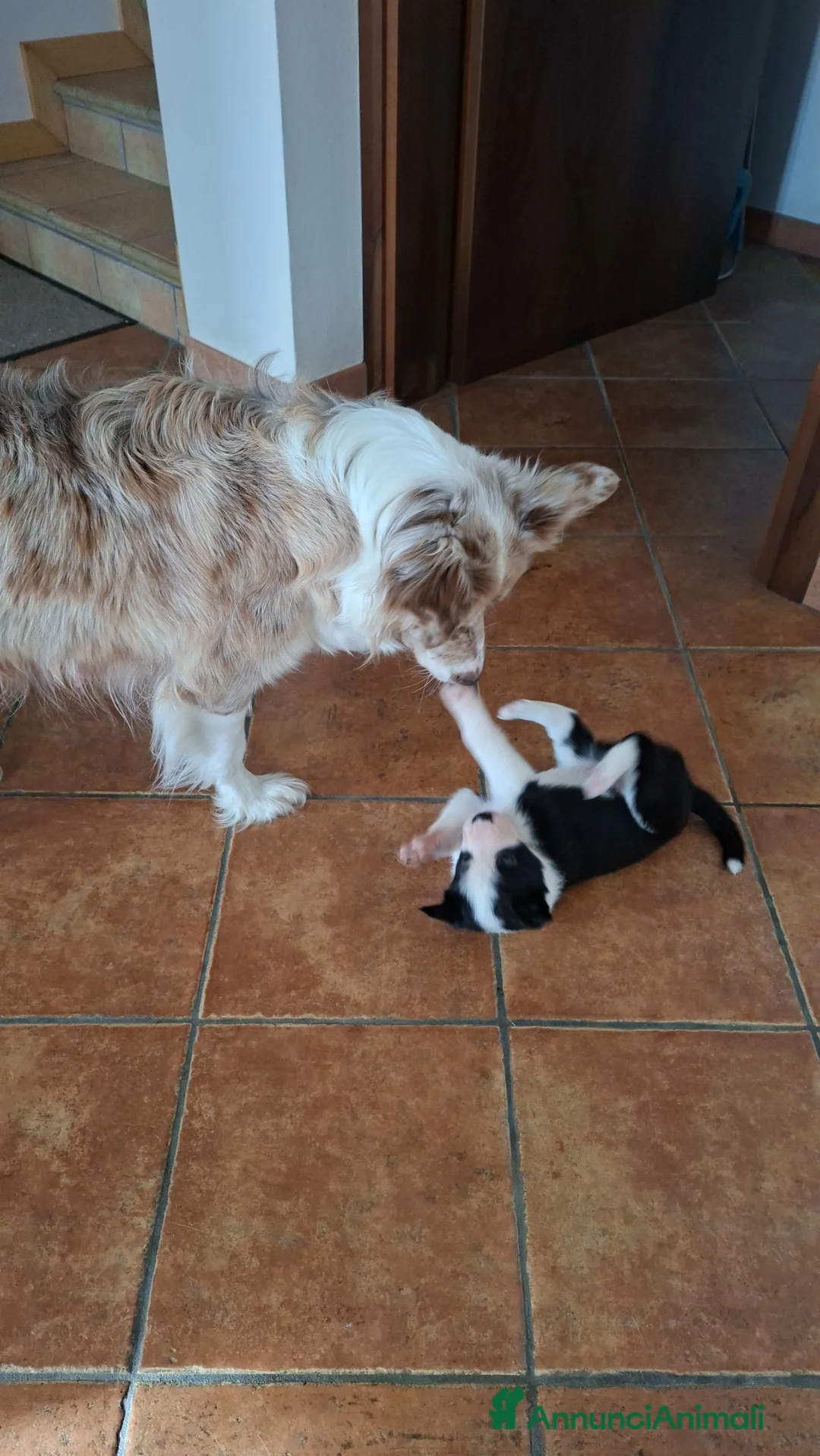 Border Collie cani in vendita: Cuccioli di border collie a Provincia di Padova - Annuncio 3