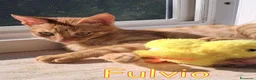 Europeo gatti in regalo: DOLCISSIMO GATTIN TABBY ARANCIO a Città Metropolitana di Firenze - Annuncio 2