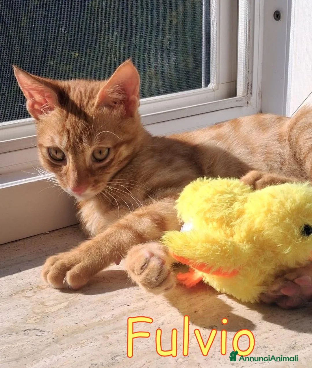 Europeo gatti in regalo: DOLCISSIMO GATTIN TABBY ARANCIO a Città Metropolitana di Firenze - Annuncio 2