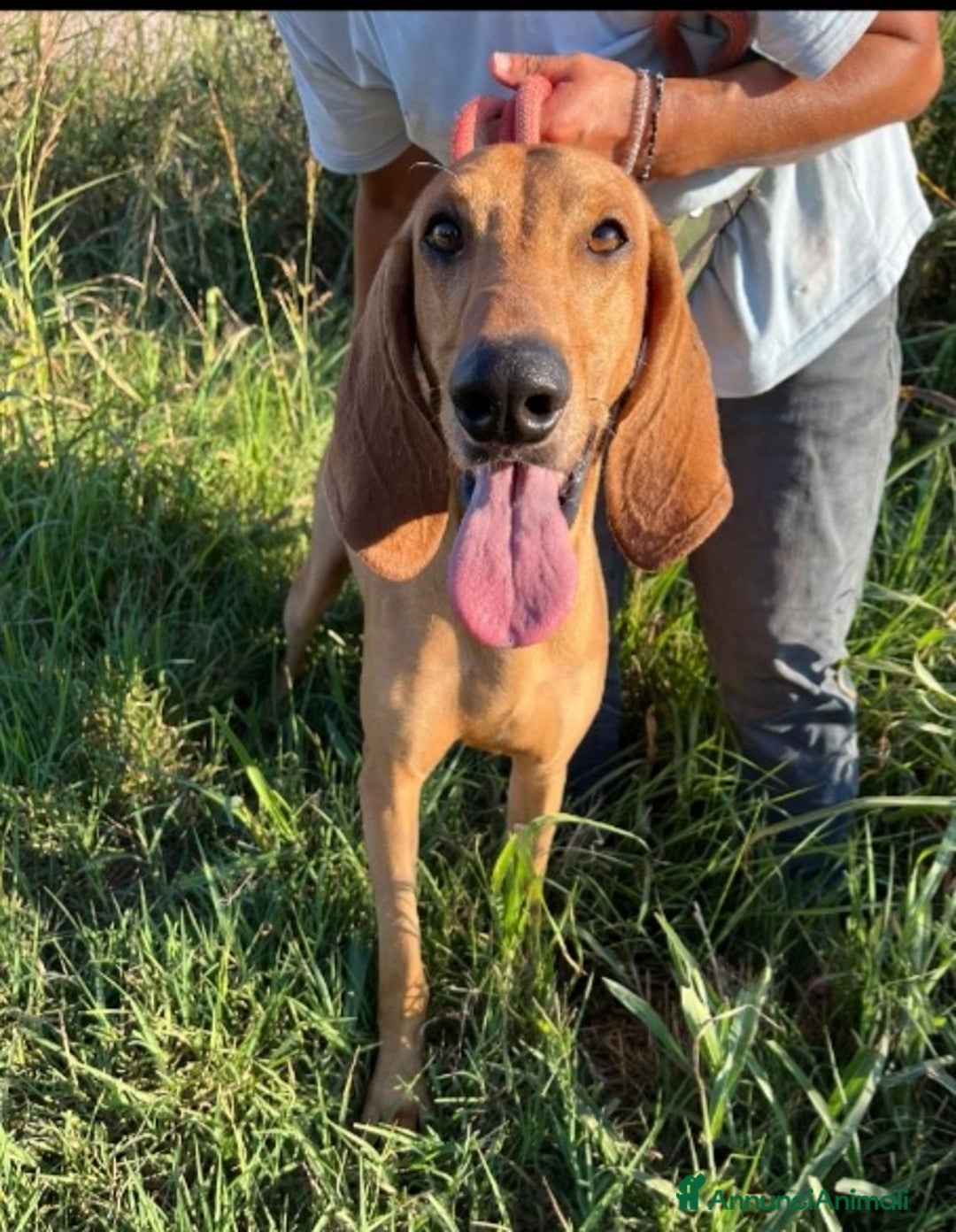 Segugio cani in regalo: Segugio 2anni e 1/2 viveva in 1casolare.ROVIGO SOS - Annuncio 4