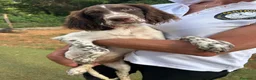 Setter Inglese cani in vendita: vendo cuccioli setter inglese - Annuncio 6