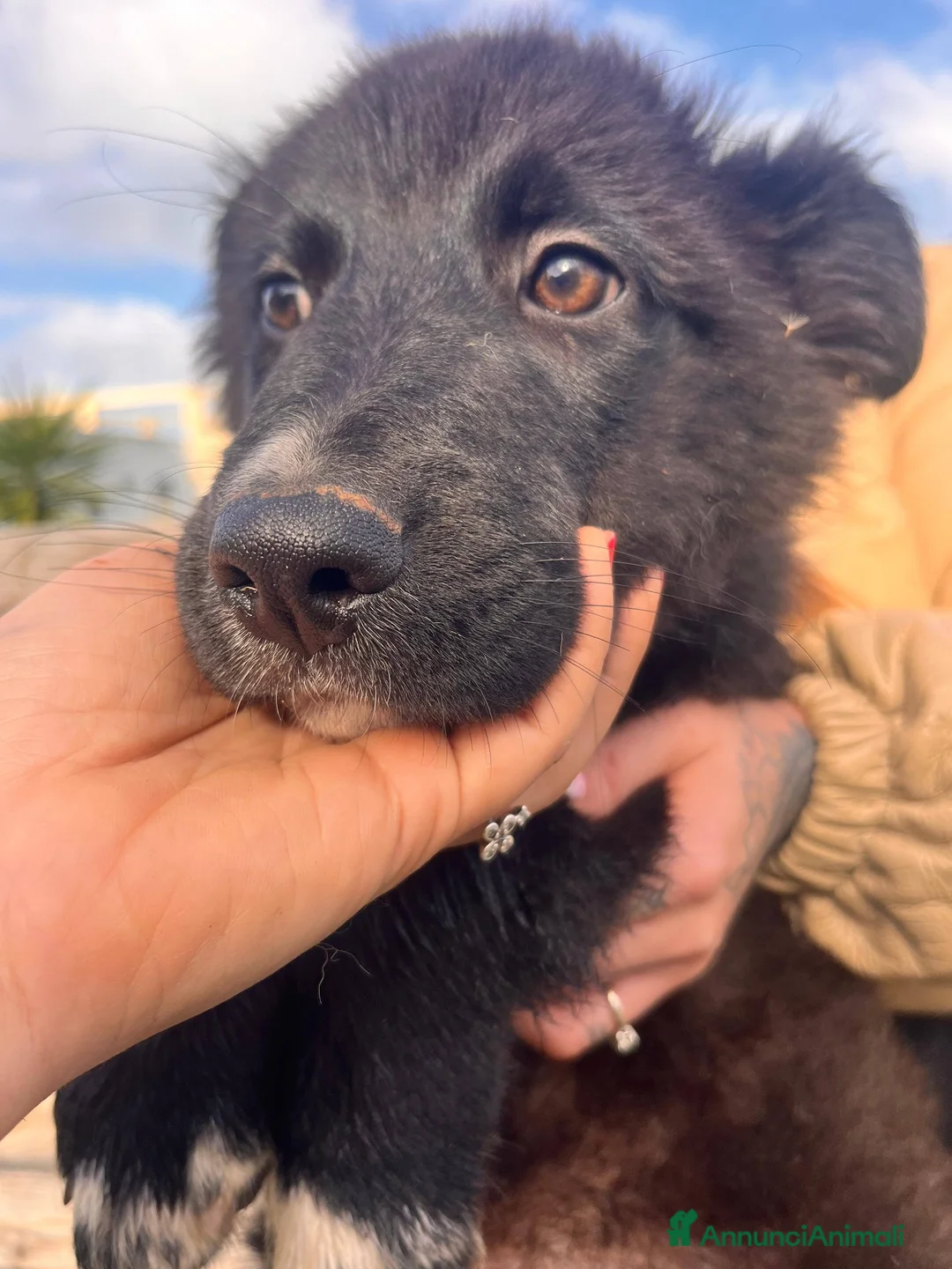 Meticcio gatti in regalo: Cuccioli belli teneri e giocherelloni - Annuncio 5