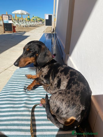 Bassotto cani - Annuncio 1