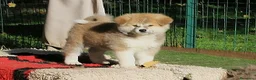 Akita Inu cani in vendita: Cuccioli di Akita da allevamento ENCI - Annuncio 6
