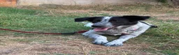 Meticcio cani in regalo: SERENA 🩷 QUESTO SORRISO MERITA UNA CASA 🙏🏻🥹 a Provincia di Reggio Emilia - Annuncio 3