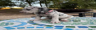 Dalmata 3 rosa chiaro 