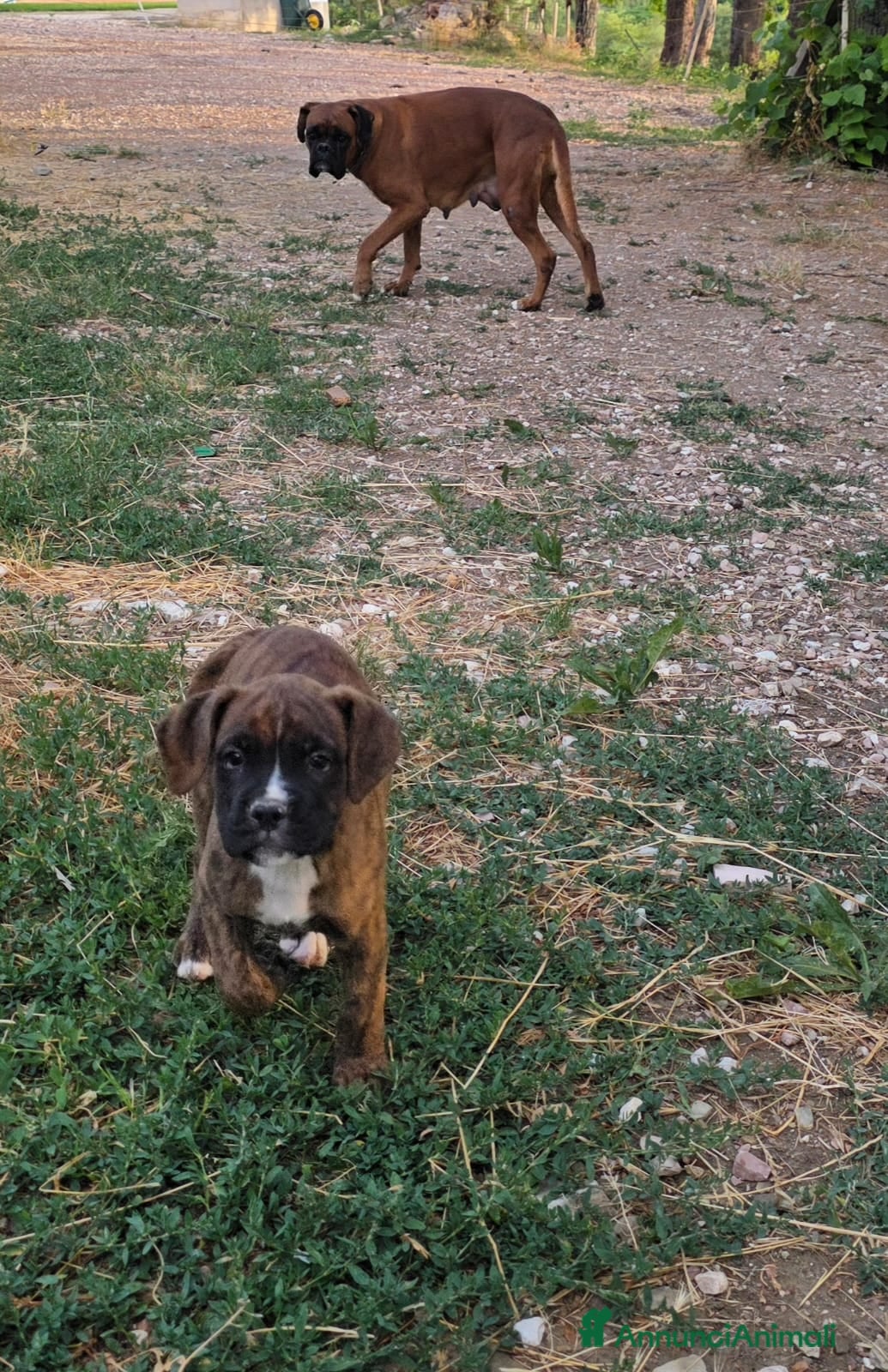 Boxer cani cuccioli boxer alta genealogia dimostrabile. - Annuncio 6