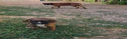 Boxer cani in vendita: cuccioli boxer alta genealogia dimostrabile. - Annuncio 1