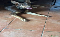 Pastore Tedesco cani in regalo: Cucciola incrocio Pastore Tedesco e Pastore Belga a Città Metropolitana di Genova - Immagine 2
