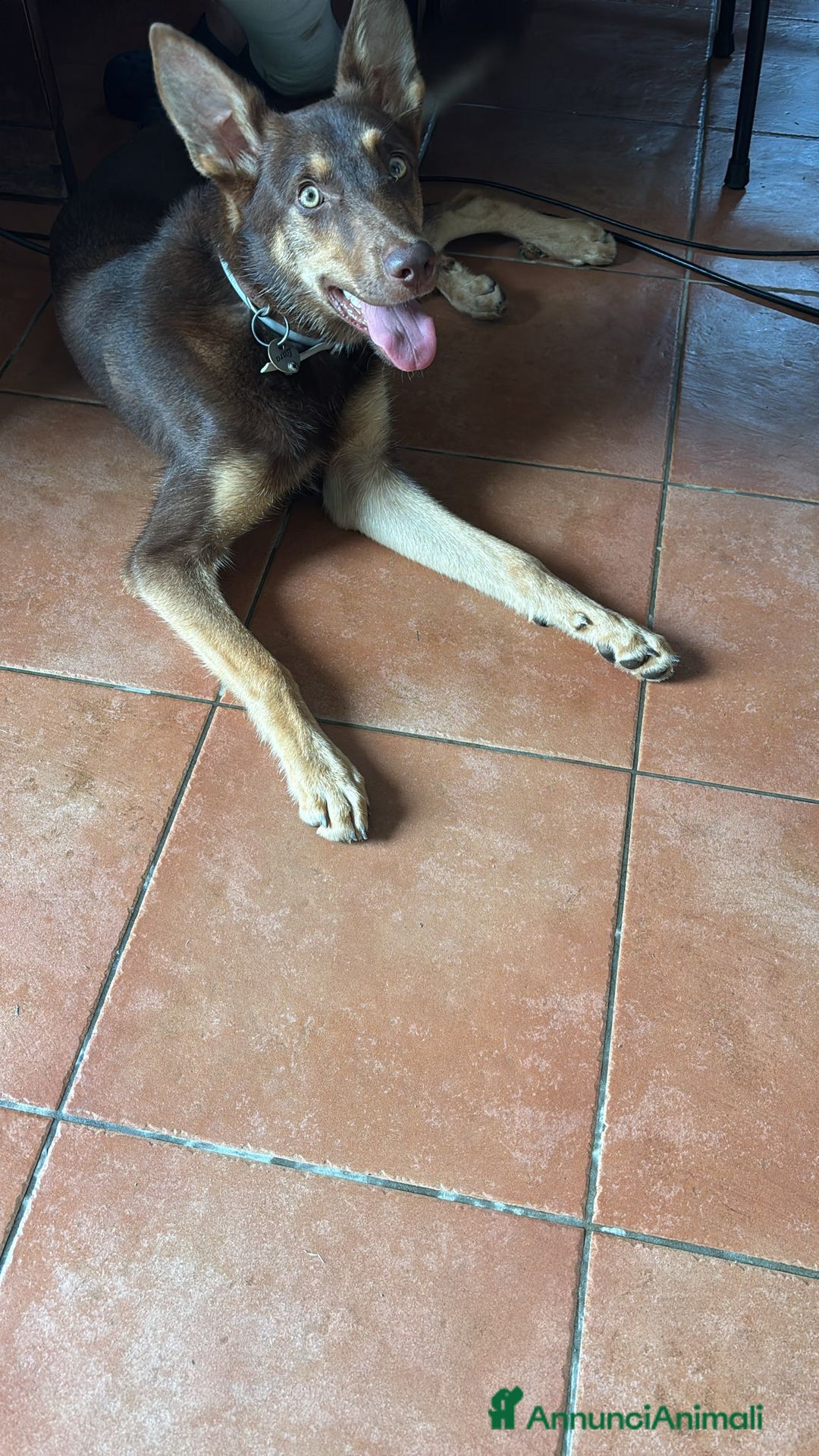 Pastore Tedesco cani in regalo: Cucciola incrocio Pastore Tedesco e Pastore Belga a Città Metropolitana di Genova - Immagine 2