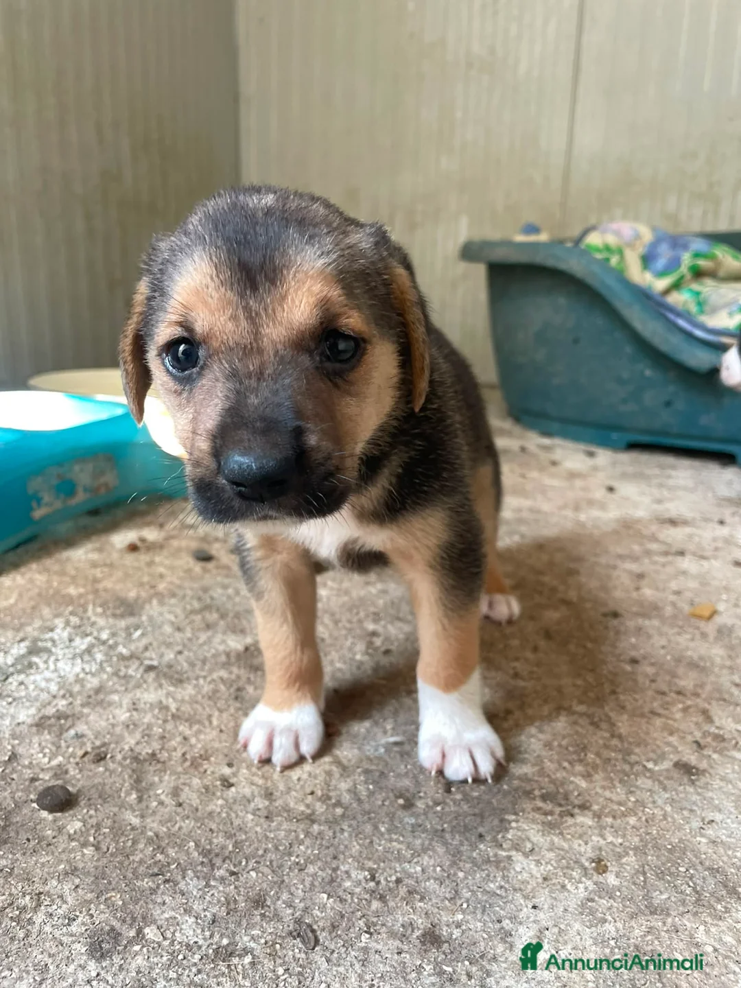 Meticcio cani in regalo: TENERI CUCCIOLOTTI : TARZAN E JANE a Città metropolitana di Roma Capitale - Annuncio 2